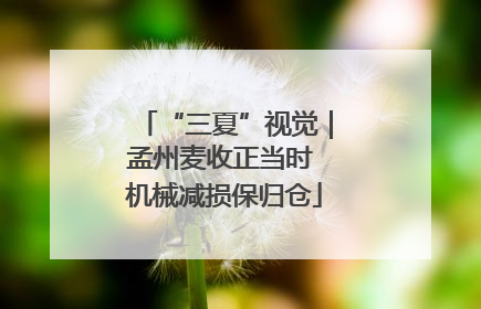 “三夏”视觉｜孟州麦收正当时 机械减损保归仓
