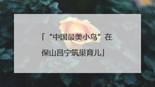 “中国最美小鸟”在保山昌宁筑巢育儿