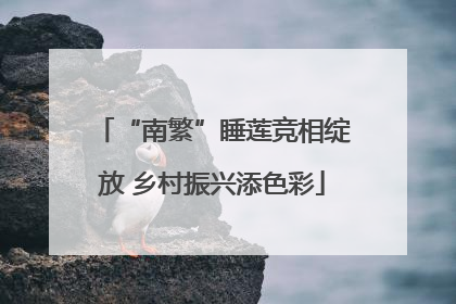 “南繁”睡莲竞相绽放 乡村振兴添色彩