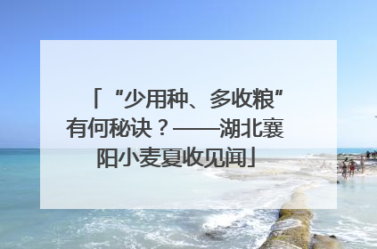 “少用种、多收粮”有何秘诀？——湖北襄阳小麦夏收见闻