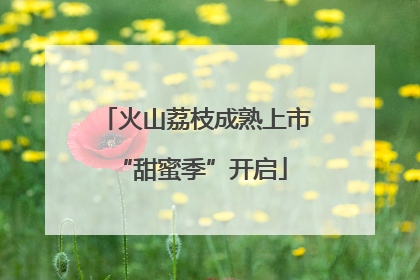 火山荔枝成熟上市 “甜蜜季”开启