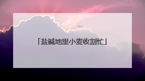 盐碱地里小麦收割忙