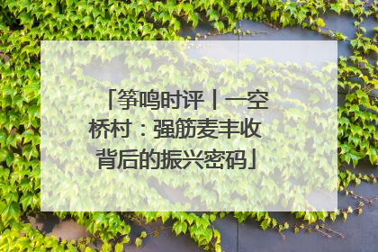 筝鸣时评丨一空桥村：强筋麦丰收背后的振兴密码