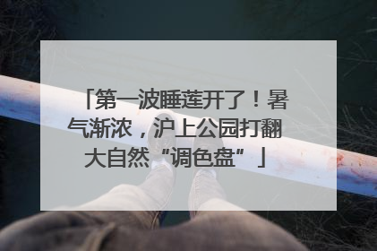 第一波睡莲开了！暑气渐浓，沪上公园打翻大自然“调色盘”