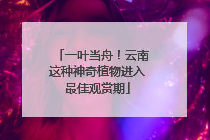 一叶当舟！云南这种神奇植物进入最佳观赏期