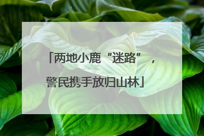 两地小鹿“迷路”，警民携手放归山林
