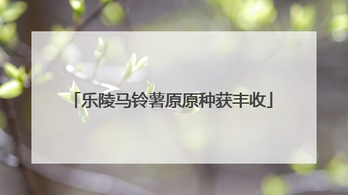 乐陵马铃薯原原种获丰收