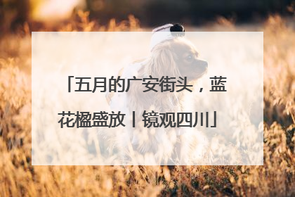 五月的广安街头，蓝花楹盛放丨镜观四川