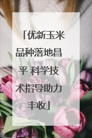优新玉米品种落地昌平 科学技术指导助力丰收
