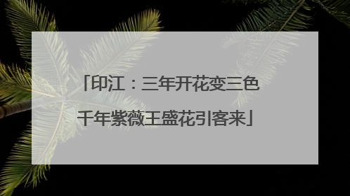 印江：三年开花变三色 千年紫薇王盛花引客来