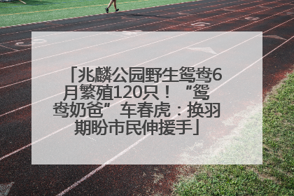 兆麟公园野生鸳鸯6月繁殖120只！“鸳鸯奶爸”车春虎：换羽期盼市民伸援手