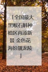 全国最大黑喉石斛种植区再添新景 金色花海扮靓龙陵