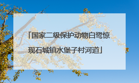 国家二级保护动物白鹭惊现石城镇水堡子村河道