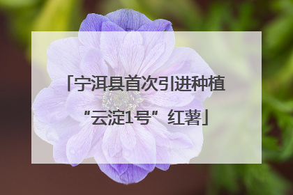 宁洱县首次引进种植“云淀1号”红薯