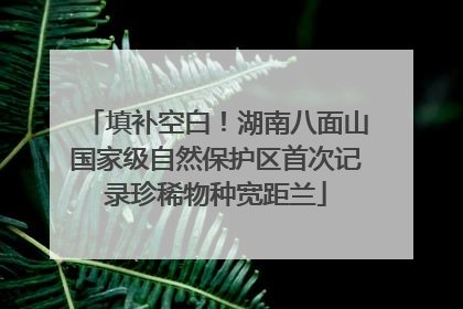 填补空白！湖南八面山国家级自然保护区首次记录珍稀物种宽距兰