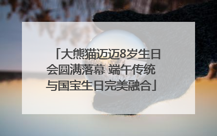 大熊猫迈迈8岁生日会圆满落幕 端午传统与国宝生日完美融合