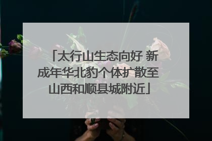 太行山生态向好 新成年华北豹个体扩散至山西和顺县城附近