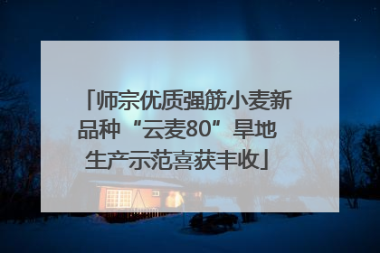 师宗优质强筋小麦新品种“云麦80”旱地生产示范喜获丰收