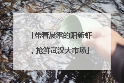 带着晨露的阳新虾，抢鲜武汉大市场