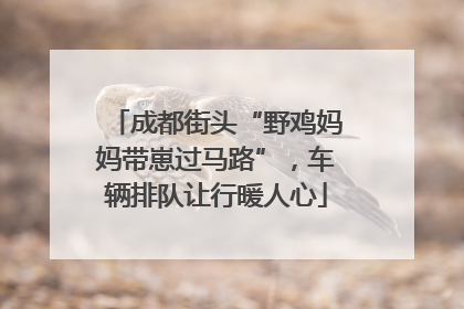 成都街头“野鸡妈妈带崽过马路”，车辆排队让行暖人心
