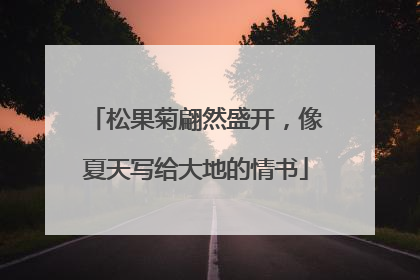 松果菊翩然盛开，像夏天写给大地的情书