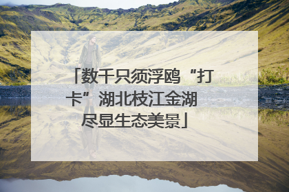 数千只须浮鸥“打卡”湖北枝江金湖 尽显生态美景