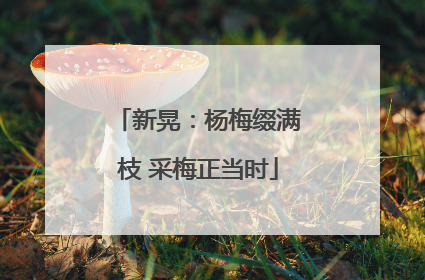 新晃：杨梅缀满枝 采梅正当时