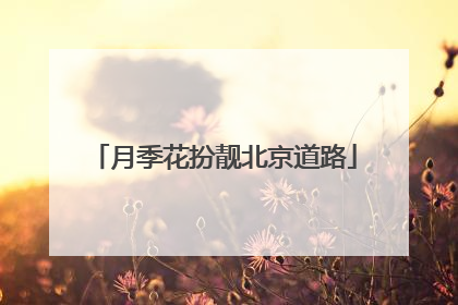 月季花扮靓北京道路