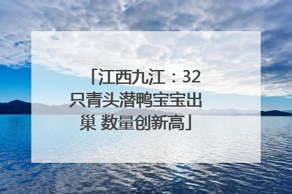 江西九江：32只青头潜鸭宝宝出巢 数量创新高