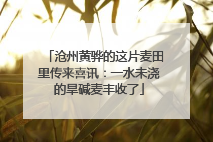 沧州黄骅的这片麦田里传来喜讯：一水未浇的旱碱麦丰收了