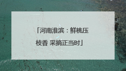 河南淮滨：鲜桃压枝香 采摘正当时