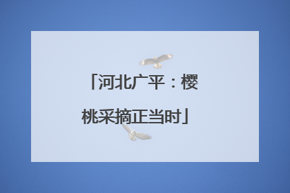 河北广平：樱桃采摘正当时