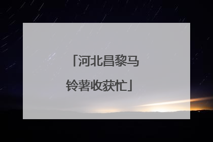 河北昌黎马铃薯收获忙