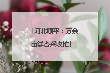 河北顺平：万余亩鲜杏采收忙