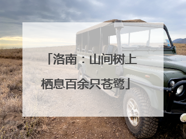 洛南：山间树上栖息百余只苍鹭
