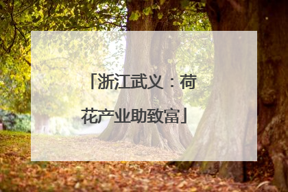 浙江武义：荷花产业助致富