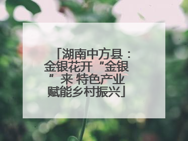 湖南中方县：金银花开“金银”来 特色产业赋能乡村振兴