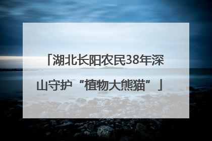 湖北长阳农民38年深山守护“植物大熊猫”