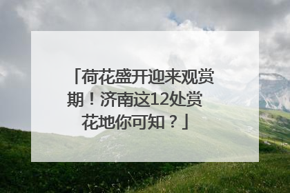 荷花盛开迎来观赏期！济南这12处赏花地你可知？