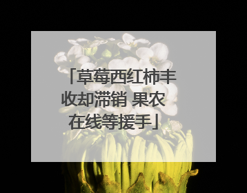 草莓西红柿丰收却滞销 果农在线等援手