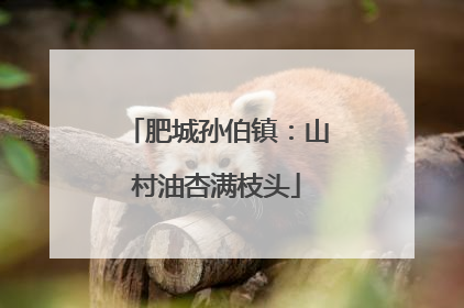 肥城孙伯镇：山村油杏满枝头