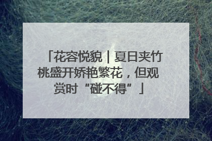 花容悦貌｜夏日夹竹桃盛开娇艳繁花，但观赏时“碰不得”