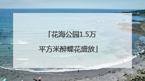 花海公园1.5万平方米醉蝶花盛放
