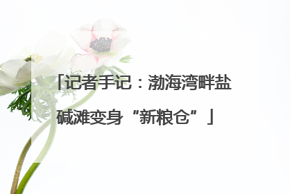 记者手记：渤海湾畔盐碱滩变身“新粮仓”