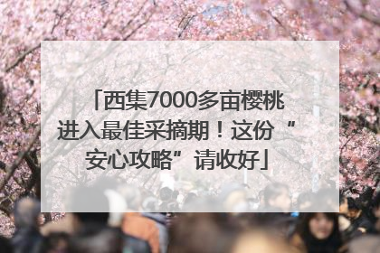 西集7000多亩樱桃进入最佳采摘期！这份“安心攻略”请收好