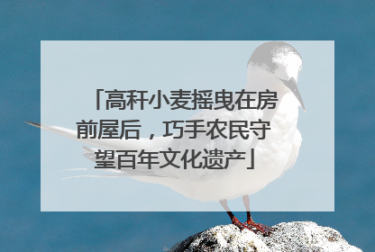 高秆小麦摇曳在房前屋后，巧手农民守望百年文化遗产