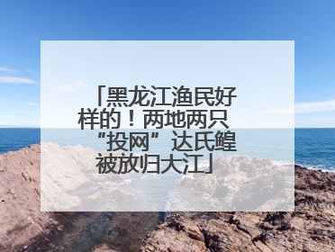 黑龙江渔民好样的！两地两只“投网”达氏鳇被放归大江
