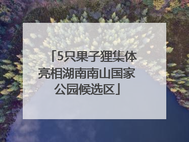5只果子狸集体亮相湖南南山国家公园候选区